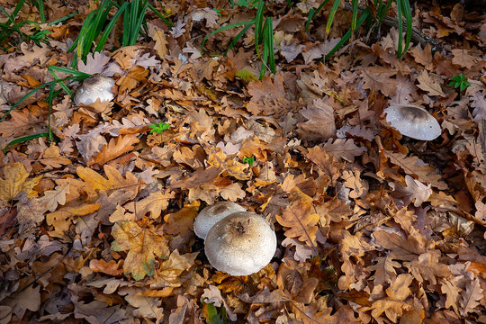 Mushroom in autumn forest. Group of big brown mushrooms is surrounded by fallen yellow and red leaves. Close-up image of harvest gathering of edible fungus or danger poisonous ones