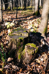 stump in the forest top view