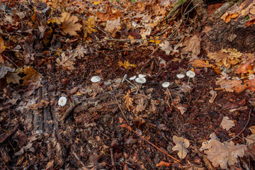 Group of small white mushrooms is surrounded by fallen yellow and red leaves. Mushroom in autumn forest. Close-up image of harvest gathering of edible fungus or danger poisonous ones