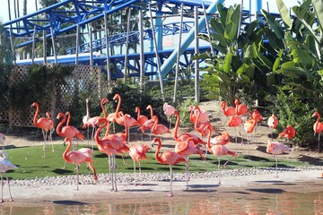 Beautiful Flamingos in San Diego zoo © Linh Pham/Wirestock