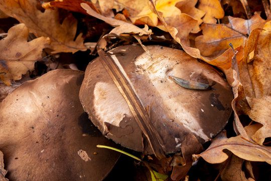 Slug insect is on a cap of mushroom in autumn forest. Big brown mushrooms surrounded by fallen leaves. Close-up image of harvest gathering of edible fungus or danger poisonous ones