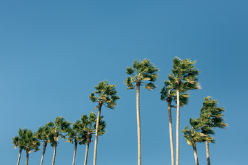 Obraz premium Tall Palm Trees in the Wind