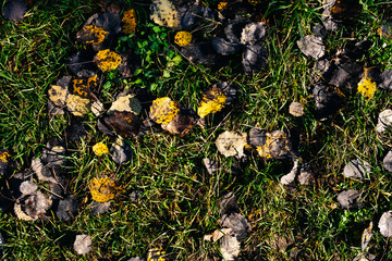 old leaves on the ground in the forest