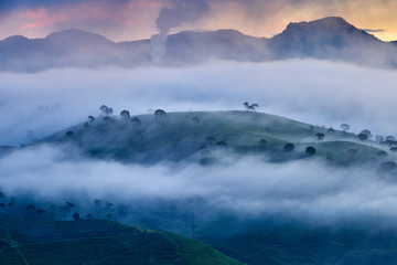 Beautiful scenery of tea plantation with mist in the morning, South Bandung, Indonesia