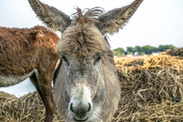 poor an innocent brown donkey standing in the fields and looking so tired cause of heavy work in the fields continuously  