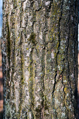 texture of an old tree in a forest on the ground