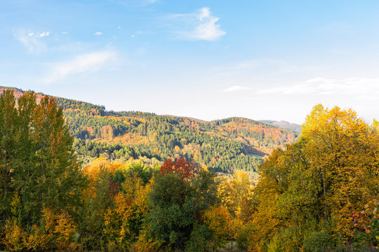 Beautiful autumn day in brightly colored forest full of leaves. The pleasant summer weather is ideal for walks in the countryside and mountain hikes. Inspired by beautiful nature