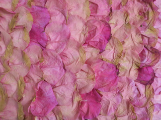 collection of pink rose petals forming a pattern