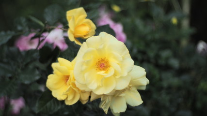 Obraz premium OLYMPUS DIGITAL CAMERA