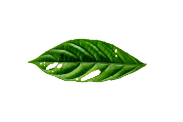 Leaves in the garden on white background. Debris after being eaten by worms. The furrows on the leaves occur naturally.