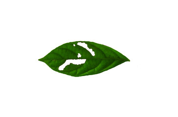 Leaves in the garden on white background. Debris after being eaten by worms. The furrows on the leaves occur naturally.