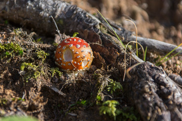Fliegenpilz im Lechtal im Herbst
