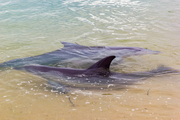 Obraz premium wild dolphins near the shore in Australia Monkey Mia beach, Shark Bay, Australia