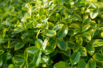 Fototapeta na wymiar Green lush leaf background, natural leaves plant pattern or texture
