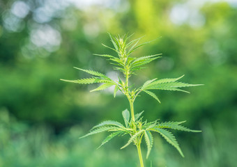 Cannabis leaf, medical marijuana. Cannabis flowers and seeds in green field with back light. Marijuana plant leaves growing high.