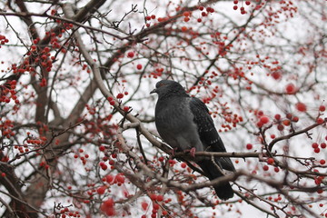  gray pigeon is knitted on a tree branch strewn with red small fruits against the sky.