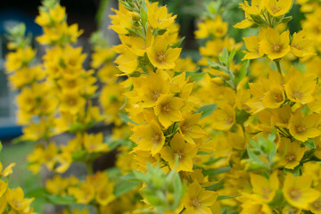 Yellow bells flowers of Lysimachia punctata in summer garden