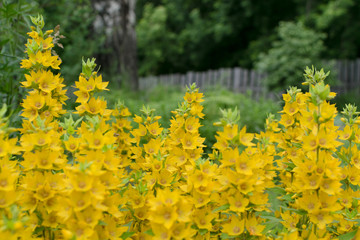 Yellow bells flowers of Lysimachia punctata in summer garden
