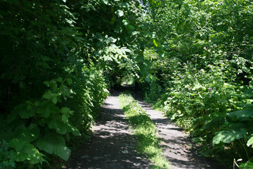 Overgrown country road in dense forest, green tunnel