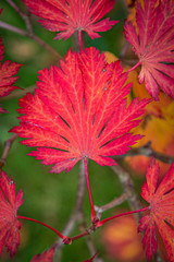 Red acer leaves in autumn, with a shallow depth of field