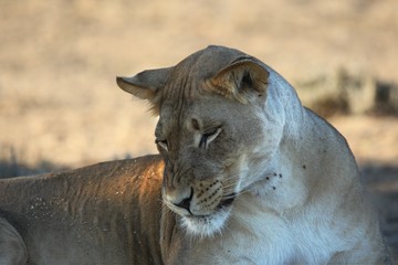 Big lioness (panthera leo) lying in the shade in hot and dry Kalahari desert. Golden red sand in background.