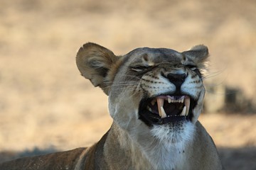 The lioness (Panthera leo) lying in the shade in Kalahari desert. Golden dry sand in background. Lioness with opetn mouth and big tetth.