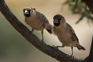 The pair of sociable weavers (Philetairus socius), also known as the common social weaver,common social-weaver, and social weaver sitting on the branch in Kalahari desert.Sociable weaver in the shade.