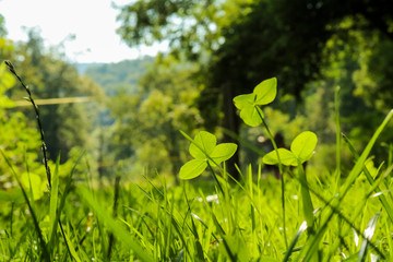 Prato verde sul sentiero delle meraviglie, Canton Ticino 