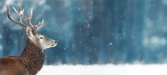 Noble deer male in winter snow forest. Winter christmas banner. Free space for text.