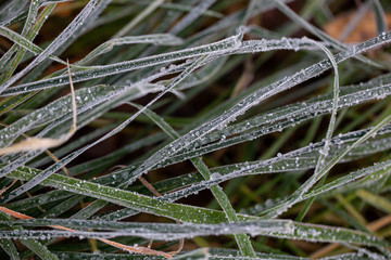 Background of autumn leaves in the frost to october or november