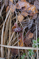 Background of autumn leaves in the frost to october or november