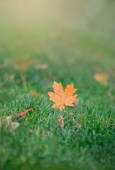 orange maple leaf in green grass. Autumn Season concept background, beautiful autumn image. Fall time. autumnal template for design. copy space. shallow depth. soft selective focus