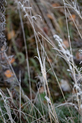 Background of autumn leaves in the frost to october or november