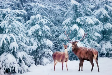 Foto op Plexiglas Mooi hertenmannetje met grote hoorns en hertenvrouwtje in het wintersneeuwbos. Kerst wonderland. © delbars
