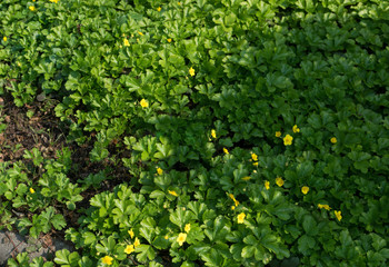 Fototapeta na wymiar Barren strawberry or Waldsteinia ternata in spring garden