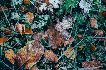 Background of autumn leaves in the frost to october or november