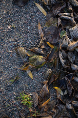 Background of autumn leaves in the frost to october or november