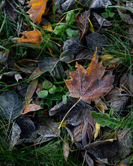 Background of autumn leaves in the frost to october or november