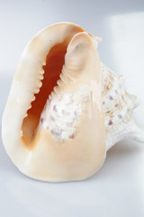 진화의 증거들-조개