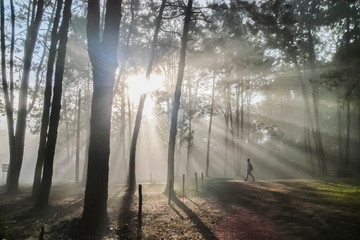 view morning of a man walking under Pine forest around with soft fog with bright sun rays background, Thung Salang Luang, Khao Kho, Phetchabun, Thailand.