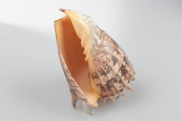 진화의 증거들-조개