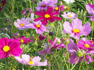 Obraz premium OLYMPUS DIGITAL CAMERA