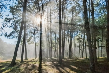 view morning of Pine forest aorund with soft fog with sun rays in the sky background, Thung Salang Luang, Khao Kho, Phetchabun, Thailand.
