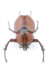 다양한 곤충들-진화의 증거