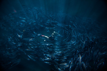 Man freediver hovers in the middle of the fish whirlpool. School of fish spins around the human...