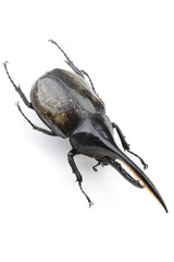 다양한 곤충들-진화의 증거