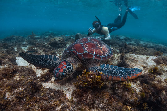 Man snorkeling and swimming with the colorful sea turtle (Cheloniidae) in the tropical sea near the Apo island in Philippines