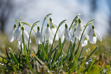 group of snowdrop flowers in the morning light