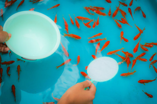 1 8 Best 金魚すくい Images Stock Photos Vectors Adobe Stock 1 8 Best 金魚すくい Images Stock Photos Vectors Adobe Stock