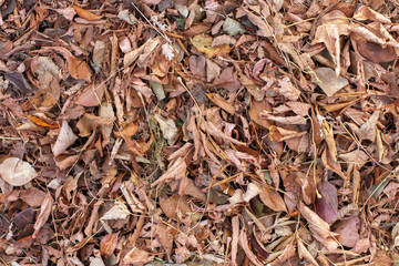 Natural texture of old leaves and grass in the fall. Sprigs, dry vegetation on the ground. Brown tones.